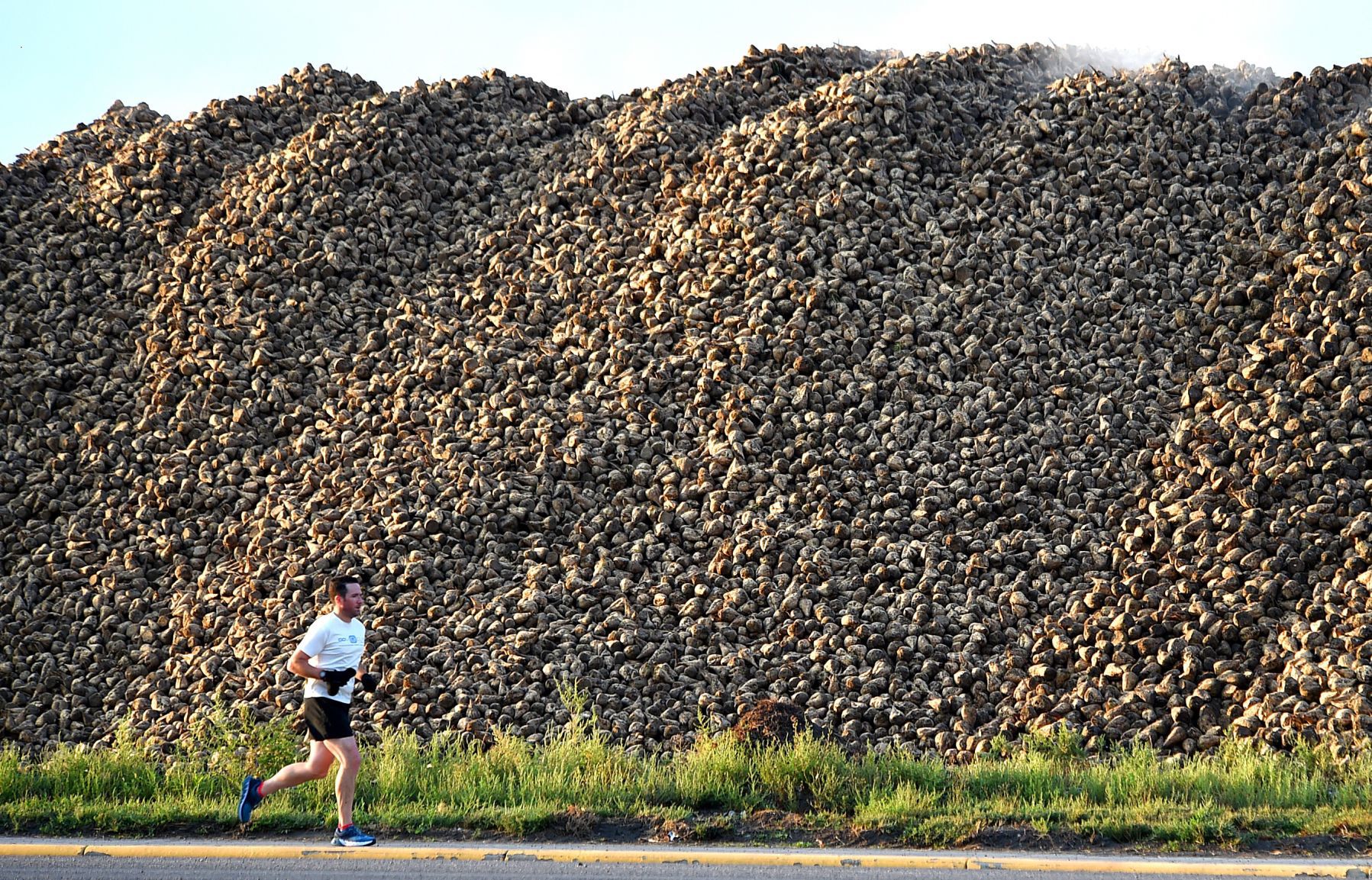 That funky, familiar smell of sugar beets